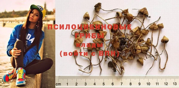 индика Горнозаводск