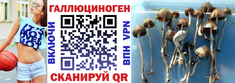 Псилоцибиновые грибы Magic Shrooms  Купить  Майкоп 